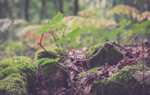 Ter um lugar para viver – Jornal Árvore da Vida